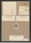 Coscinodiscus fimbriatus Ehr. (de-Toni-Nr.: Genus 202, Species 5042) Zeichnungen Sammlung Grunow Nr. 8787 (NHMW-BOT-W0378389)